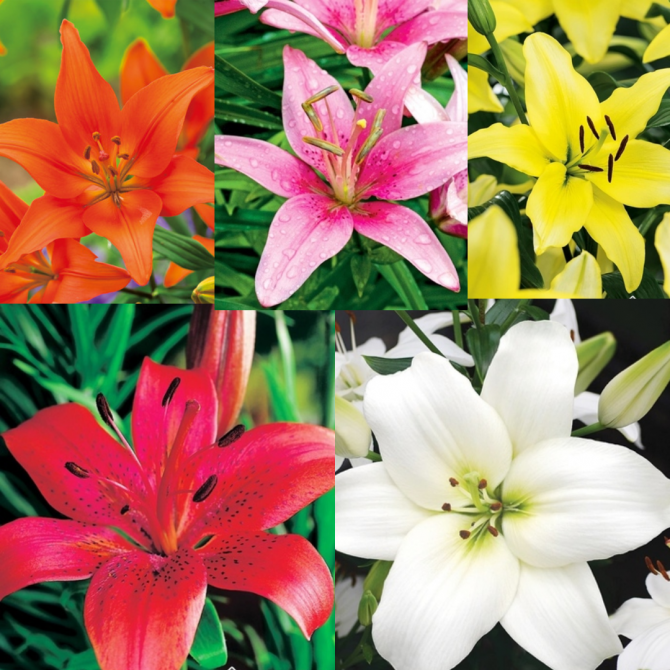 Lilijas Āzijas Izlase NR.2 16/18 50gab