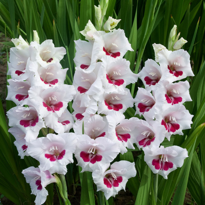Gladiolas Cera Corsage 12/14 60gab