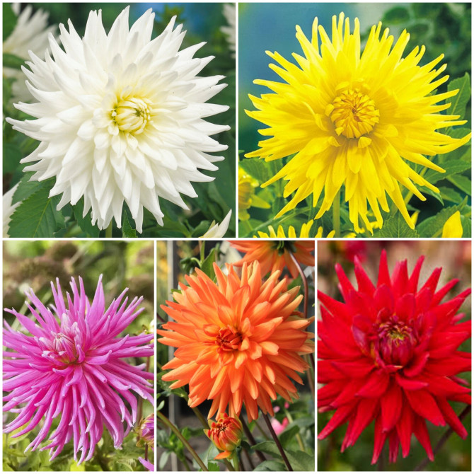 Dālijas kaktusziedu I Izlase  40gab