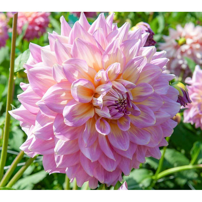 Dālijas Strawberry Ice 8gab