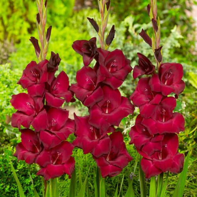 Gladiolas At Night 12/14 60gab