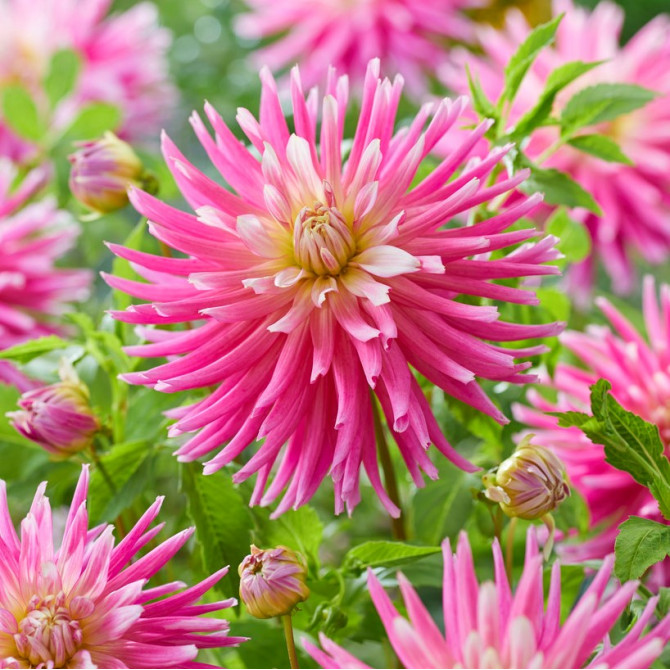 Dālijas kaktusziedu Good Earth 8gab