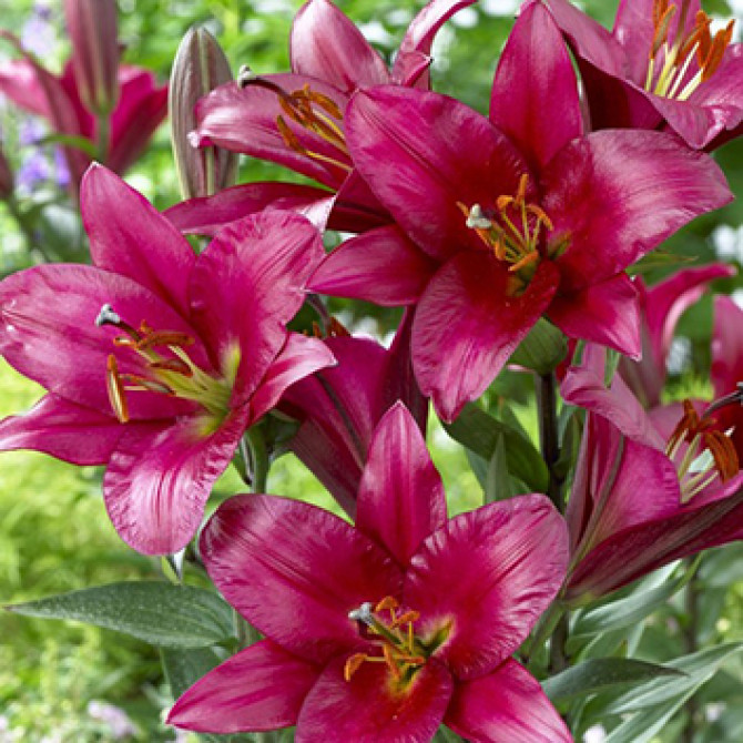 Lilijas OT hibrīds PURPLE PRINCE 16/18 20gb