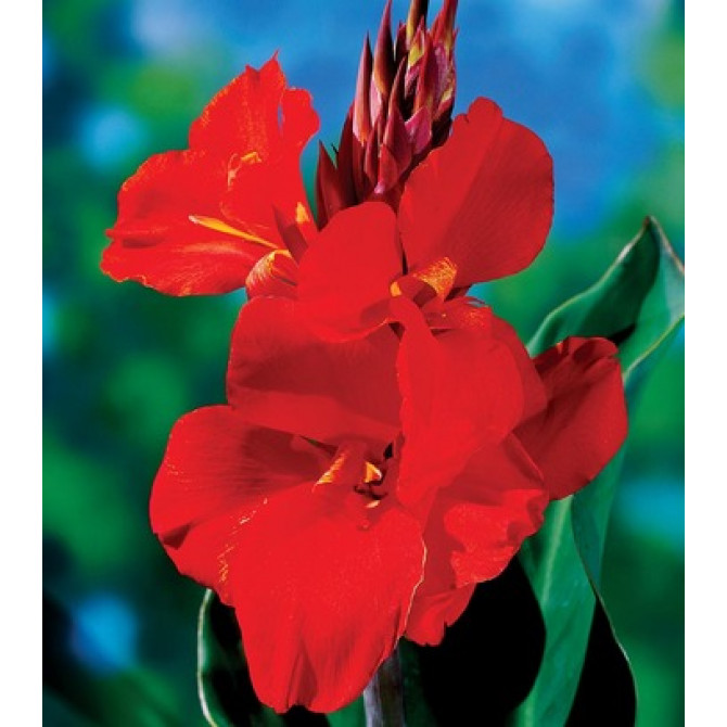 Kannas CHERRY RED 8gab