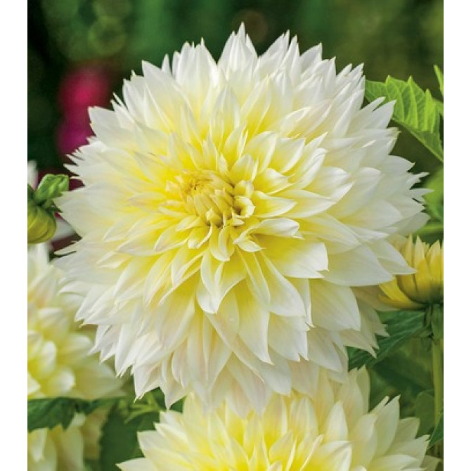 Dālijas CANARI FUBUKI 8gab