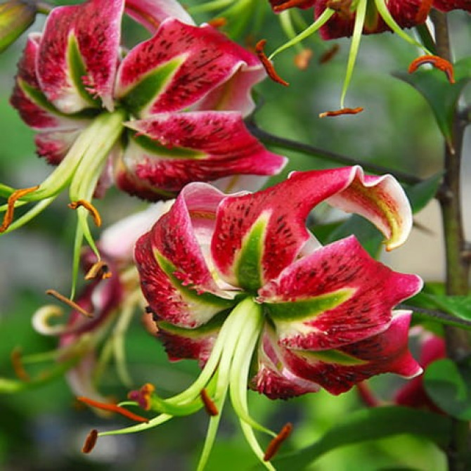 Lilijas OT hibrīds Black Beauty 16/18 16gab