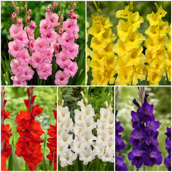 Gladiolas lielziedu Izlase 10/12 5šķ 300gab