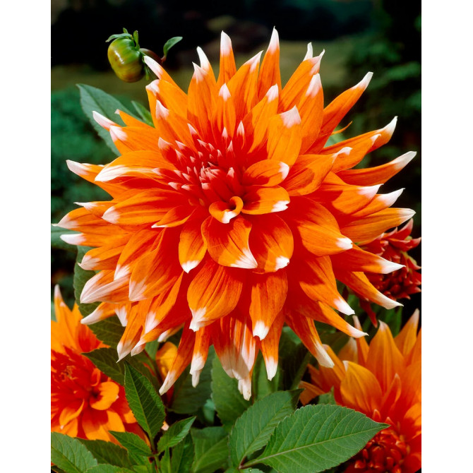 Dālijas kaktusziedu Colour Spectacle 8gab