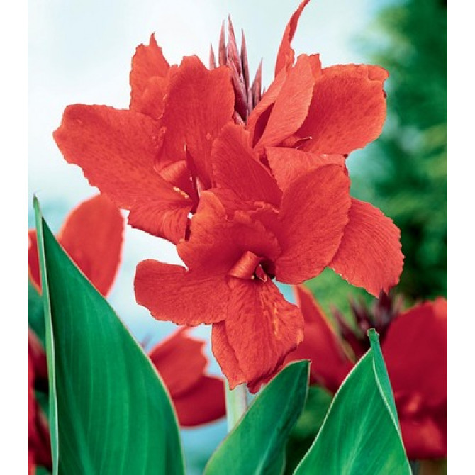 Kanna Evening Star 8gab