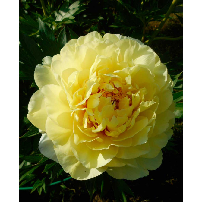 Peonijas Itoh Bartzella 2/3 4gab