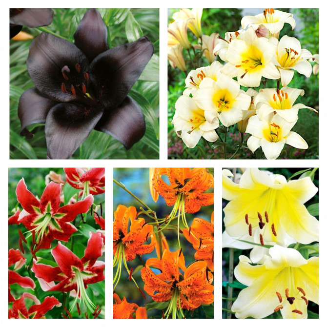 Lilijas Izlase TURKISH CUP 5šķirnes 16/18 100gab