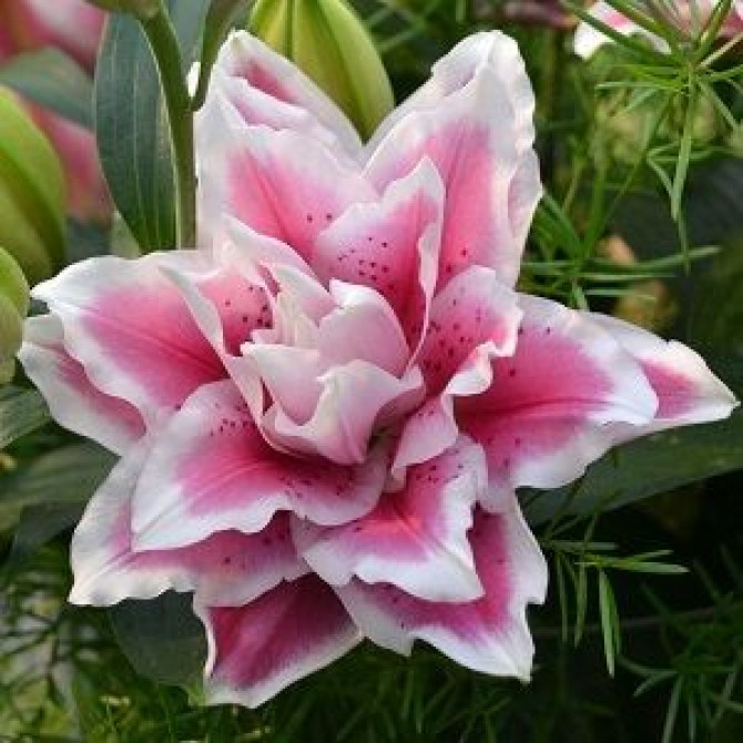 Lilijas Roselily Samantha 18/20 10gab