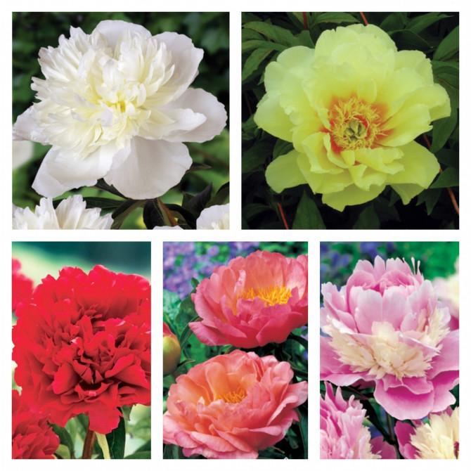 PEONIJAS Izlase Nr.2, 5 šķirnes 40gab