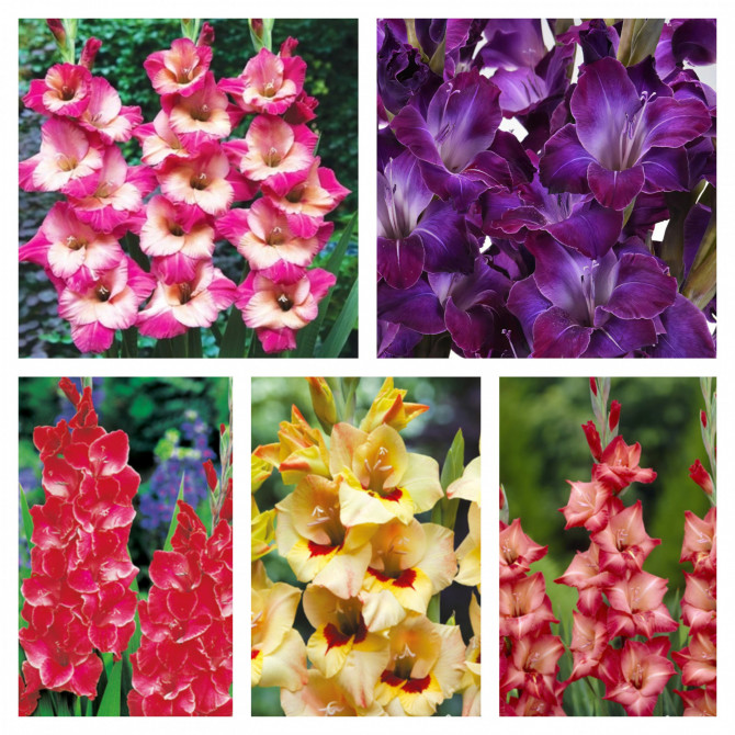 Gladiolas lielziedu Izlase Nr.13 12/14, 5šķ. 150gab
