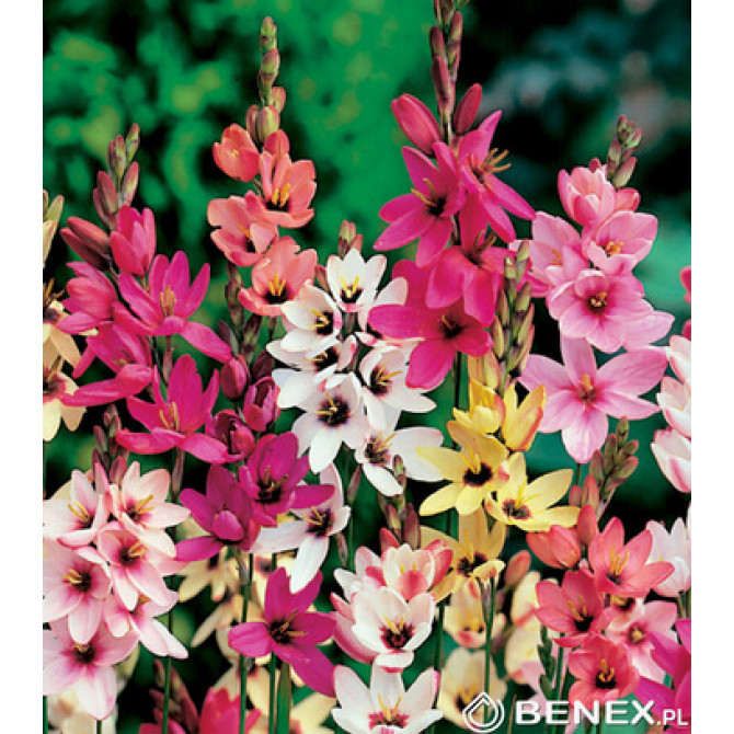 Iksijas Mix 5/+ 100gab