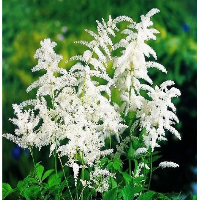 Astilbes Baltas 8gab