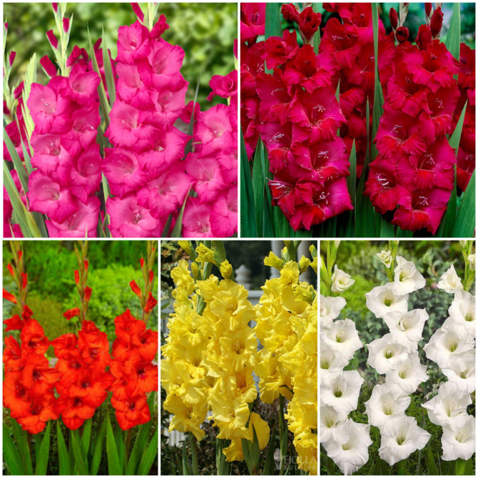Gladiolas Izlase Nr.2 12/14 5šķ. 300gab