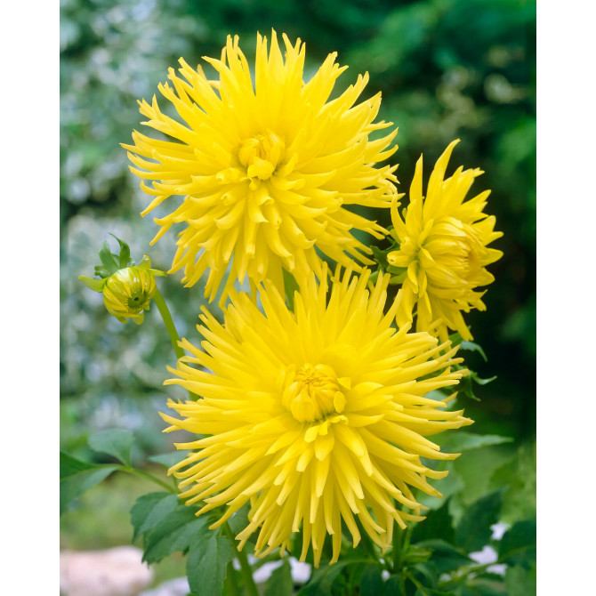 Dālijas kaktusziedu Kennemerland 8gab