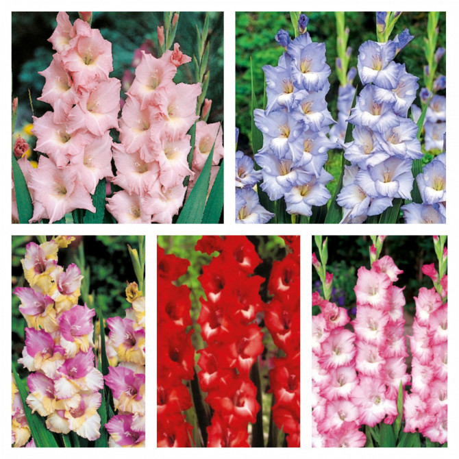 Gladiolas lielziedu Izlase Nr.11 12/14, 5šķ. 300gab