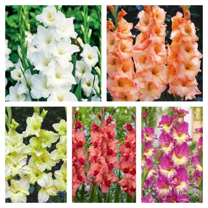 Gladiolas lielziedu izlase Nr.19 12/14, 5šķ. 300gab