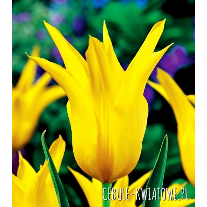 Tulpes lilijziedu WEST POINT 11/12 50gab