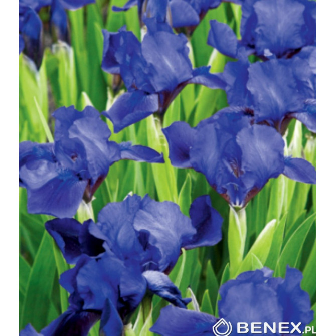 Īrisi zemie LITTLE SAPHIRE 8gab