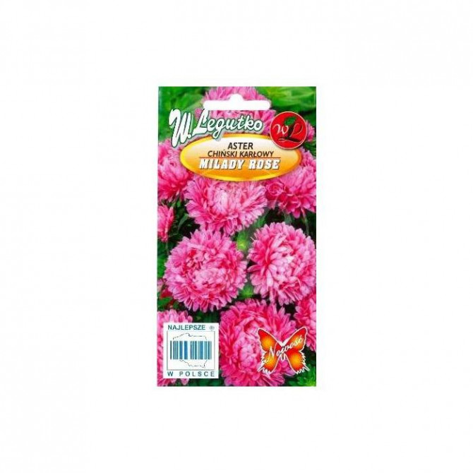 Asteres zemās Milady Rose 1g
