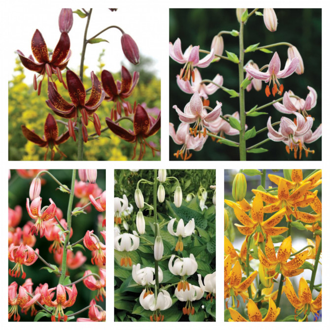 Lilijas Martagonlilijas Izlase 16/18, 5šķ. 50gab