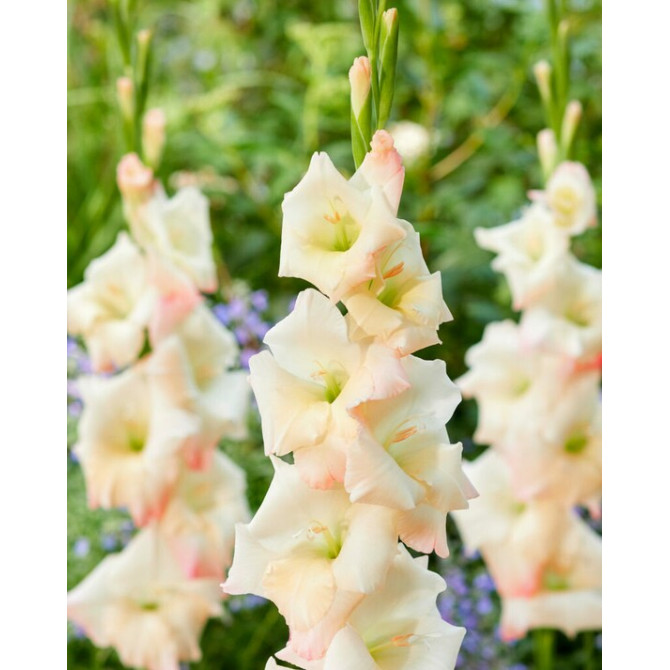 Gladiolas Careless 12/14 60gab
