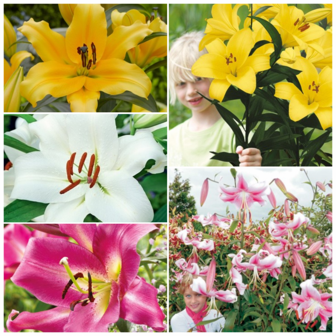 Lilijas OT Izlase Nr.4 18/20, 5šķ. 80gab