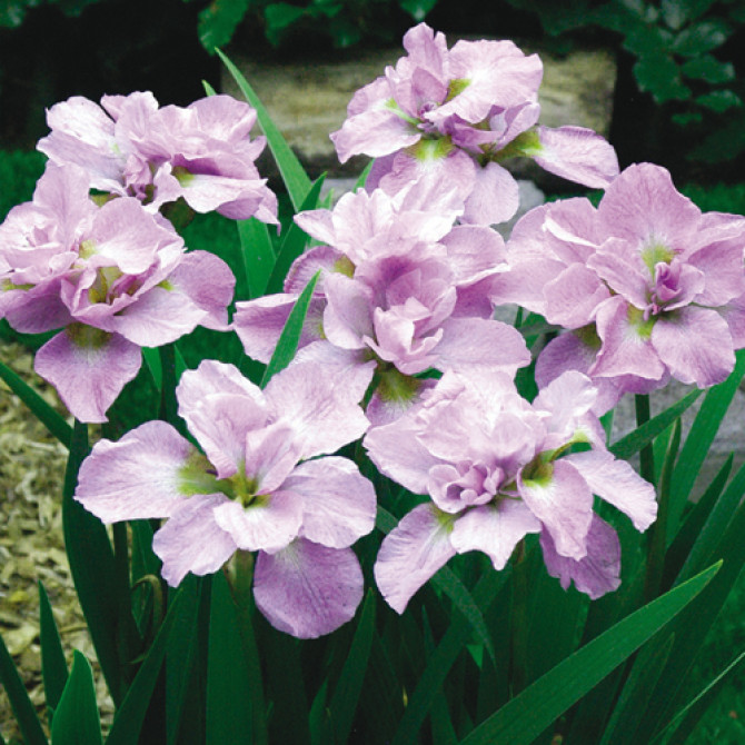 Īrisi Sibīrijas pildītie KITA NO SEIZA 8gab