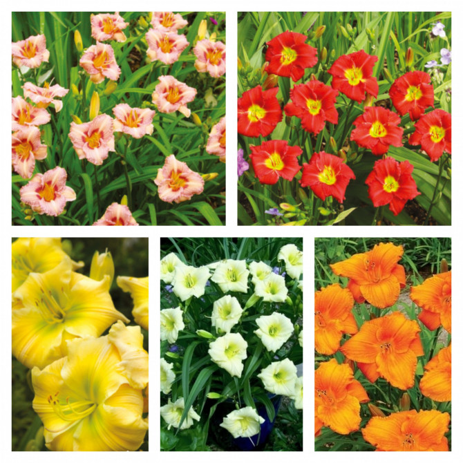 Dienziedes izlase Nr.4 40gab