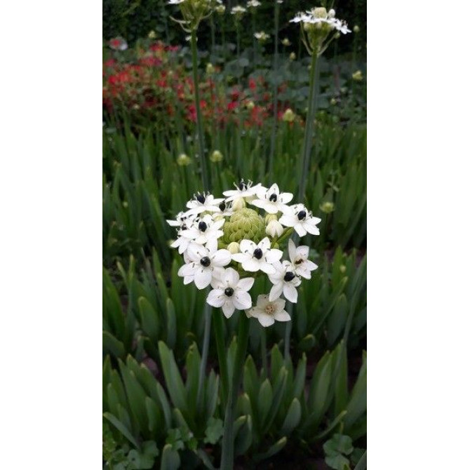 Saundersa sniegpulkstenītes 18/20 10gab