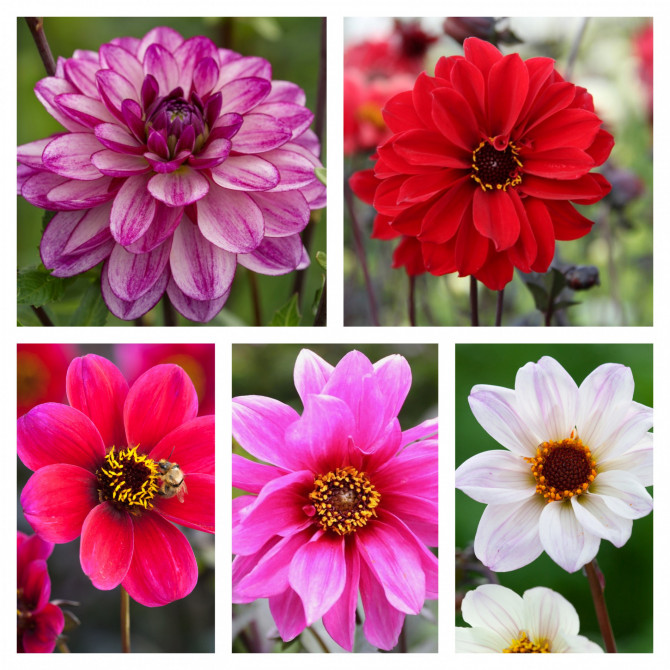 Dālijas tumšlapu Izlase 5šķ. 40gab