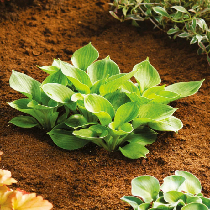 Hostas Monster Ears 6gab