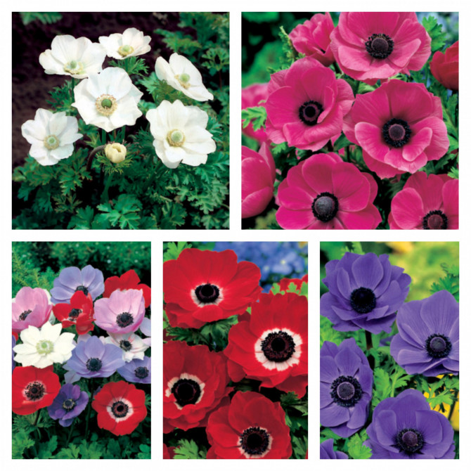 Anemones vainaga vienkāršās  Izlase 5/+ 250gab