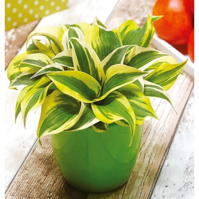 Hostas Mini Frost 6gab