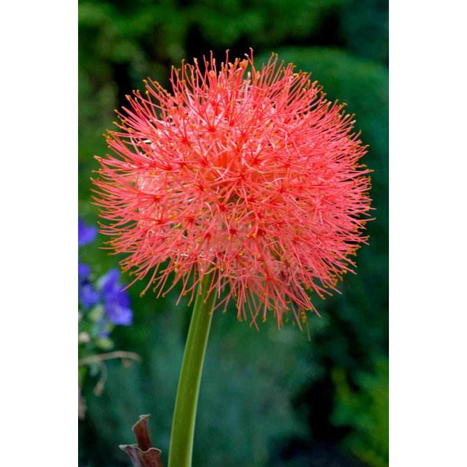 Scadoxus multiflorus (Blood lily) 16/+ 10gab