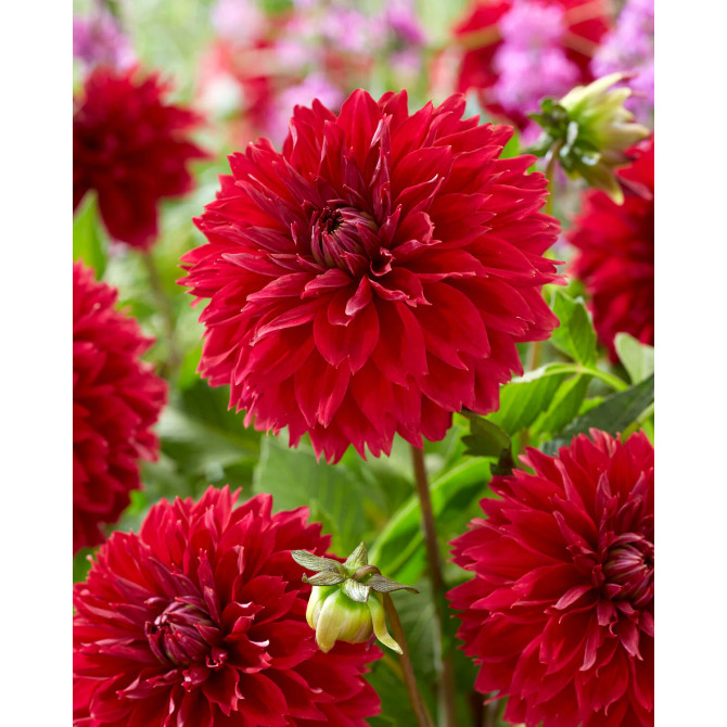 Dālijas bārkstainās Red Fubuki 8gab