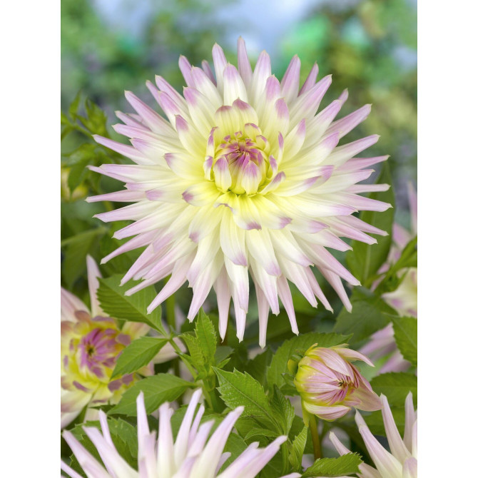 Dālijas kaktusziedu Shooting Star 8gab