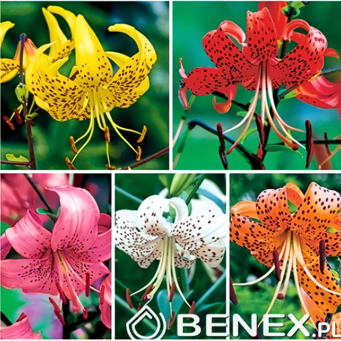 Lilijas TĪĢERLILIJAS izlase 5šķirnes 16/18 100gab
