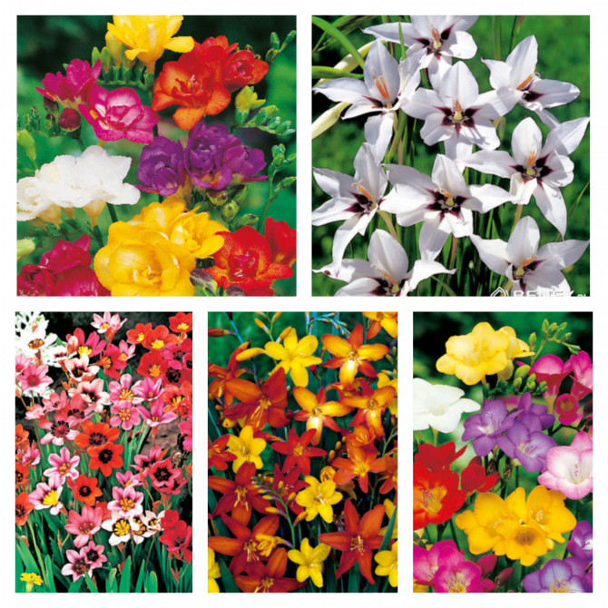 Sīpolpuķu izlase A 5šķ. 250gab