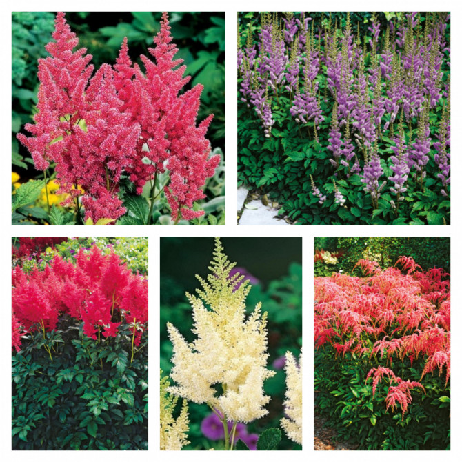 Astilbes Izlase 40gab
