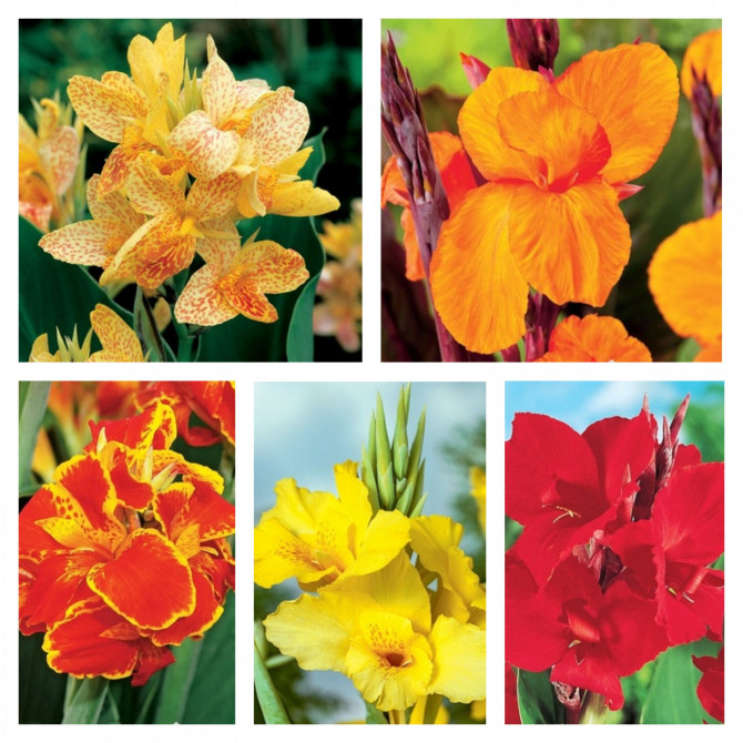 Kannas izlase Nr.4 20gab