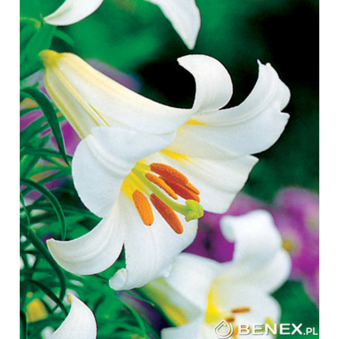 Trompetlilijas Regale Album 18/20 16gab