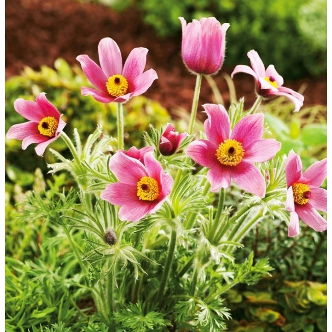 Silpurenes Rozā 8gab