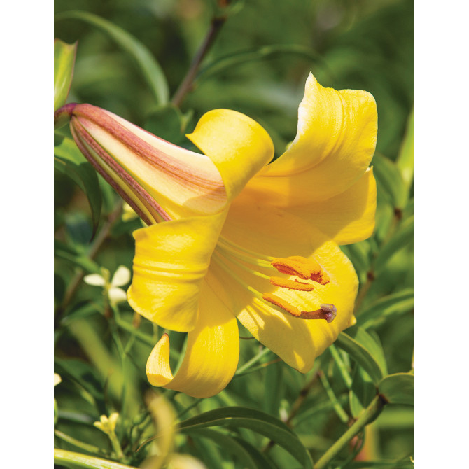 Trompetlilijas Golden Splendour 18/20 16gab