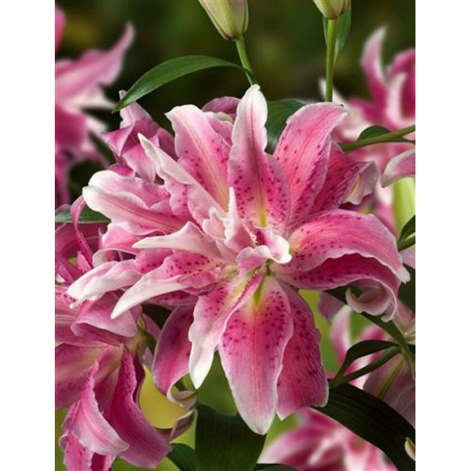 Lilija Austrumu pildīta Distant Drum 16/18 10gab