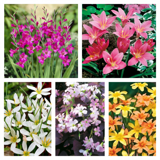 Mazo sīpolu izlase C 300gab