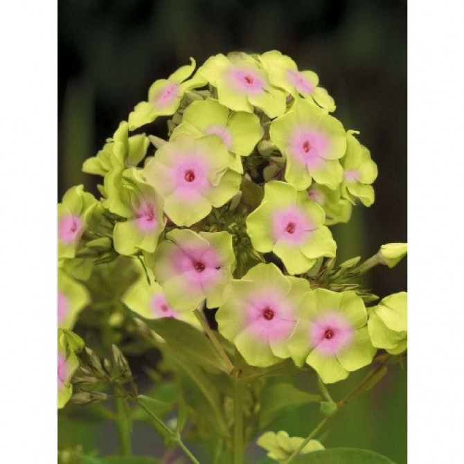 Flokši Sherbert Blend 8gab